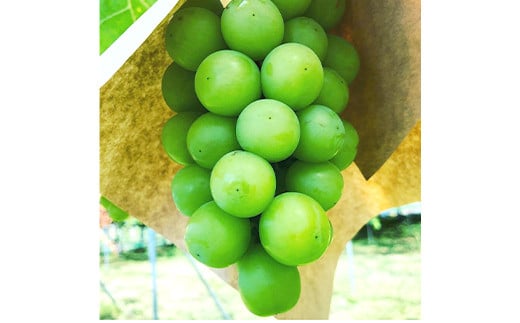 山形県南陽市のふるさと納税 【令和8年産先行予約】〈家庭用〉 シャインマスカット 約1.2kg (2～3房) 《令和8年10月上旬～発送》 『紺野農園』 山形県 南陽市 [1914-R8]