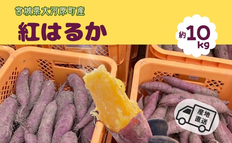 さつまいも 約10kg 紅はるか サツマイモ 宮城県産 甘い 秋 冬 スイーツ いも 産地直送 宮城県 大河原町