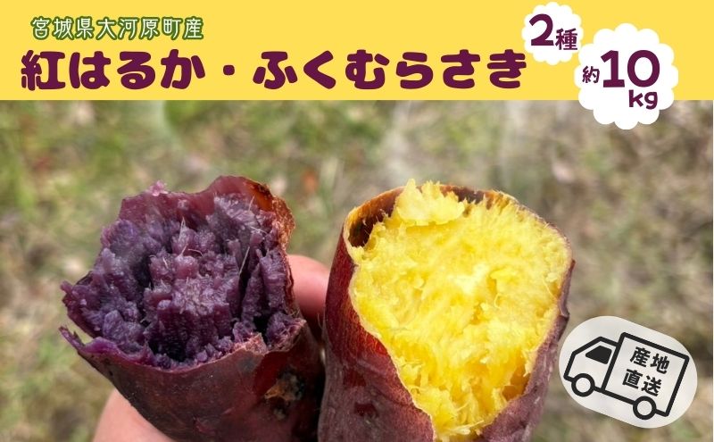 さつまいも 約10kg 2種詰合せ 紅はるか ふくむらさき サツマイモ 宮城県産 甘い 秋 冬 スイーツ 産地直送 宮城県 大河原町