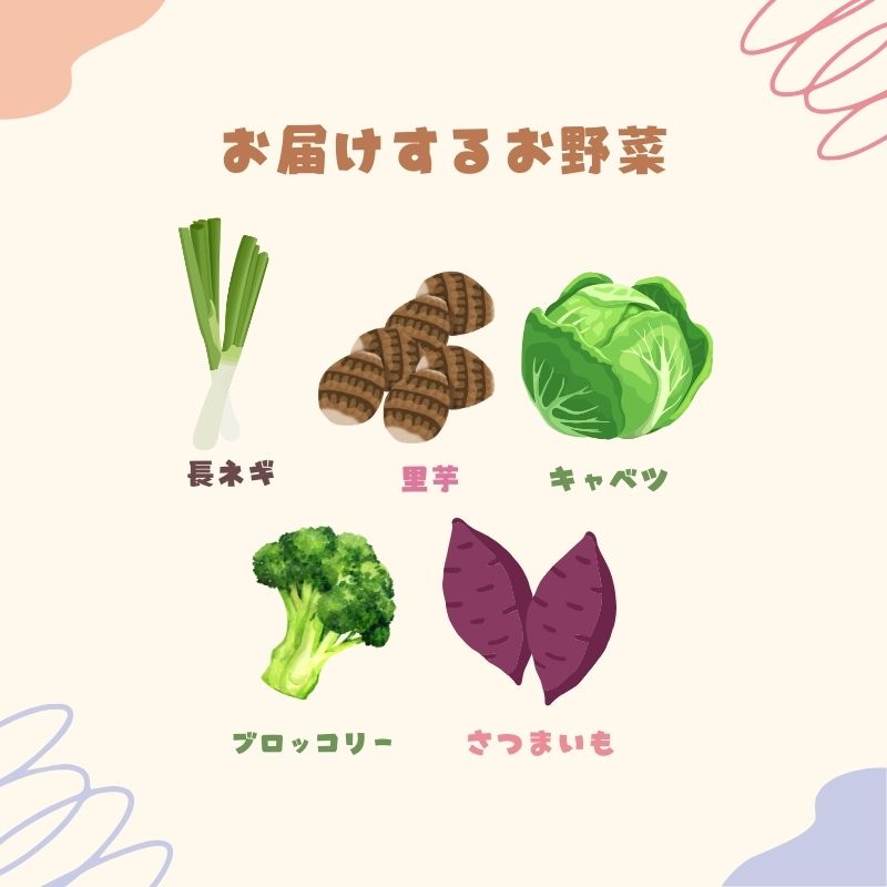 季節の野菜 野菜セットB 5種 キャベツ ブロッコリー さつまいも さといも 長ねぎ 詰合せ 季節 旬 野菜 詰め合せ 国産 産地直送 秋野菜 冬野菜 葉物 冷蔵 野菜室