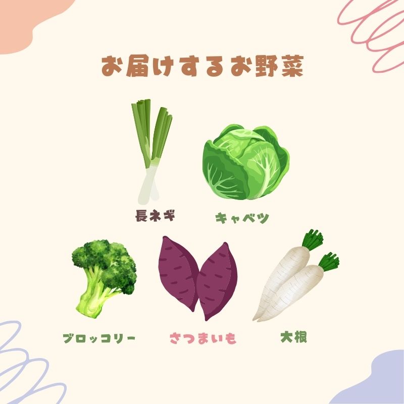 季節の野菜 野菜セットC 5種 キャベツ ブロッコリー さつまいも 長ねぎ 大根 詰合せ 季節 旬 野菜 詰め合せ 国産 産地直送 秋野菜 冬野菜 葉物 冷蔵 野菜室