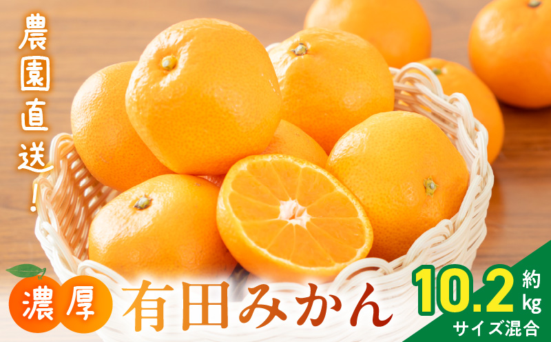 AB6035_有田育ちの濃厚 不知火 （デコポンと同品種）（訳あり 家庭用