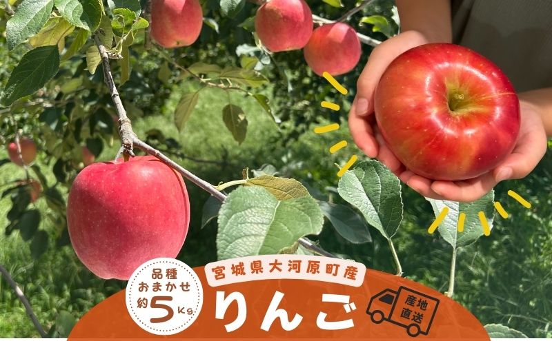 大河原町のりんご りんご  品種おまかせ 約5kg 果物 フルーツ 期間限定 季節限定 リンゴ