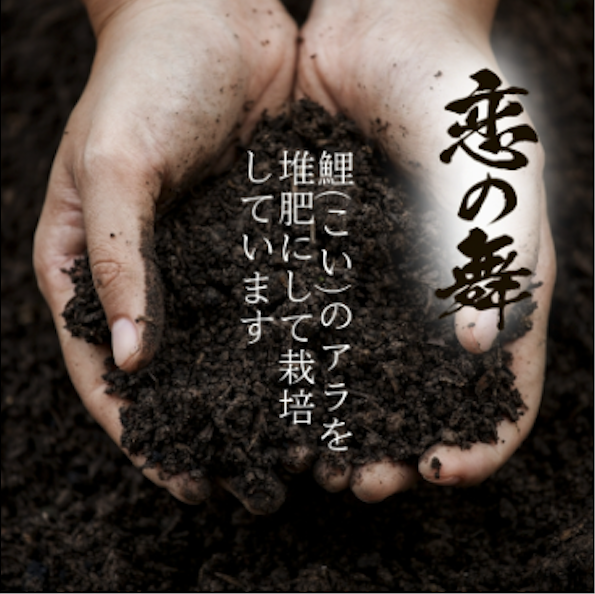 特別栽培米 恋の舞 ササニシキ にかほ 玄米 30kg