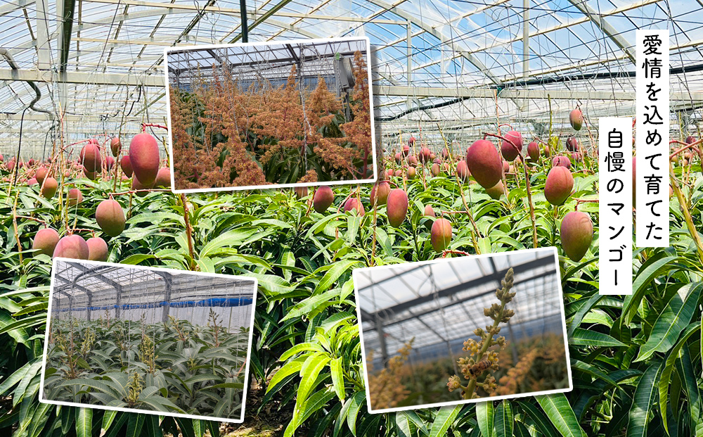 ハナトフルーツ 沖縄県産 訳ありマンゴー1ｋｇ 【 先行予約 2026年発送 】