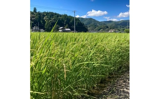 コシヒカリ 令和7年産 5kg 5キロ 精米 白米 お米 ご飯 ごはん 米 kome こめ こしひかり 高知県産 国産 お取り寄せ 常温 高知県 高知 土佐市