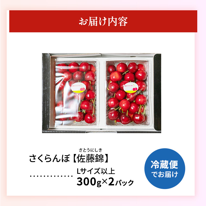 先行受付 北海道 仁木町産「匠」 さくらんぼ 【 佐藤錦 】300g×2 嶋田茂農園  サクランボ チェリー フルーツ 果物 果物類  仁木町 仁木 [嶋田茂農園匠]
