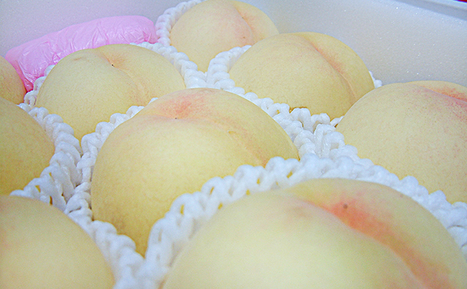 桃 2026年 先行予約 清水 白桃 約3.0kg 10～12玉 もも 岡山県 赤磐市産 フルーツ 果物 あかいわファーマーズガーデン 果物類