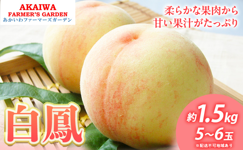 yRԔ֎sz 2026N s\  P 1.5kg 5`6  R Ԕ֎sY t[c ʕ t@[}[YK[f