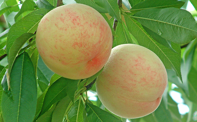 桃 2026年 先行予約 白桃 白鳳 約3.0kg 10～12玉 もも 岡山県 赤磐市産 フルーツ 果物 あかいわファーマーズガーデン 果物類