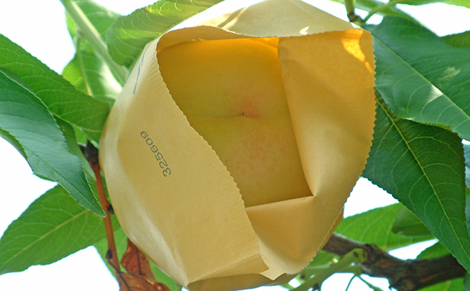 桃 2026年 先行予約 白桃 白麗 約3.0kg 10～12玉 もも 岡山県 赤磐市産 フルーツ 果物 あかいわファーマーズガーデン 果物類