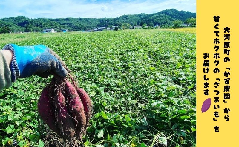 さつまいも 約5kg 2種詰合せ 紅はるか ふくむらさき サツマイモ 宮城県産 甘い 秋 冬 スイーツ 産地直送 宮城県 大河原町