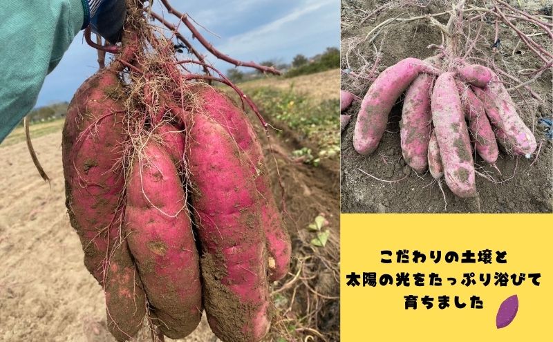 さつまいも 約5kg 2種詰合せ 紅はるか ふくむらさき サツマイモ 宮城県産 甘い 秋 冬 スイーツ 産地直送 宮城県 大河原町
