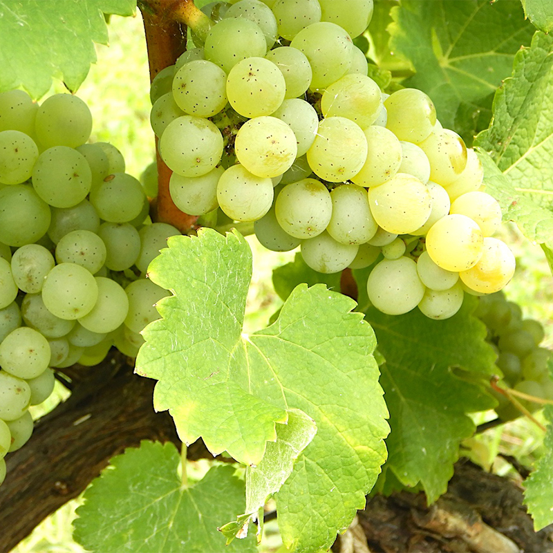 ワイン 北海道 仁木町 の果樹園 Kii's Open Field 赤 白 2本 セット (各750ml) ピノノワール ソーヴィニヨンブラン フルボトル お酒 酒 アルコール 赤ワイン 白ワイン 飲み比べ ぶどう ブドウ [Kii’s Open Field]