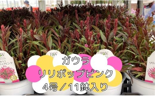 【2026年4月中旬より順次発送】ガウラリリポップピンク(4号鉢) 11鉢セット｜ガウラリリポップピンク 花 季節の花 須貝花園 先行予約 茨城県 行方市(C-14)