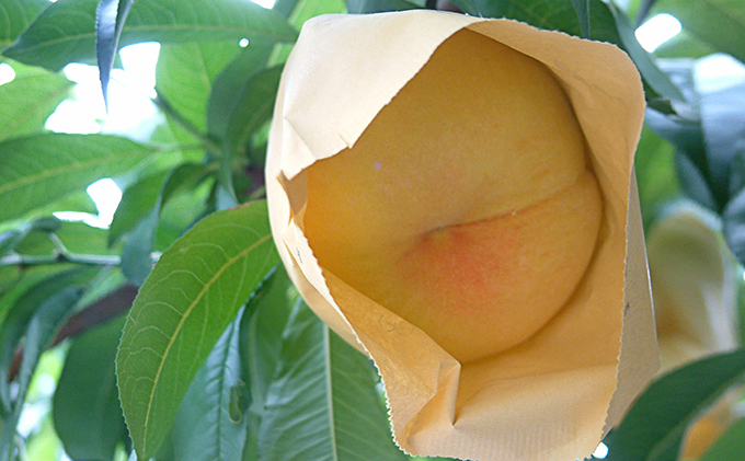 桃 2026年 先行予約 黄金桃 約750g 3玉 もも 岡山県 赤磐市産 フルーツ 果物 あかいわファーマーズガーデン 果物類