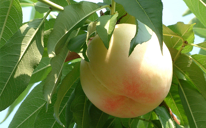 桃 2026年 先行予約 おかやま 夢 白桃 約3.0kg 10～12玉 もも 岡山県 赤磐市産 フルーツ 果物 あかいわファーマーズガーデン デザート 旬の果物 旬のフルーツ