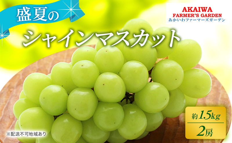 【岡山県赤磐市】ぶどう 2026年 先行予約 シャインマスカット 約1.5kg 2房 盛夏 葡萄 岡山県 赤磐市産 フルーツ 果物 あかいわファーマーズガーデン 果物類