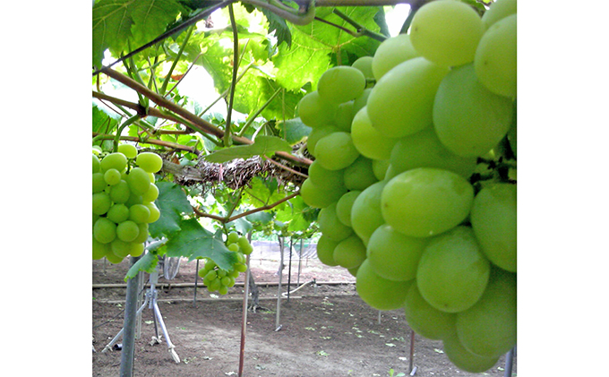 ぶどう 2026年 先行予約 シャインマスカット 約1.5kg 2房 秋本番 葡萄 岡山県 赤磐市産 フルーツ 果物 果物類