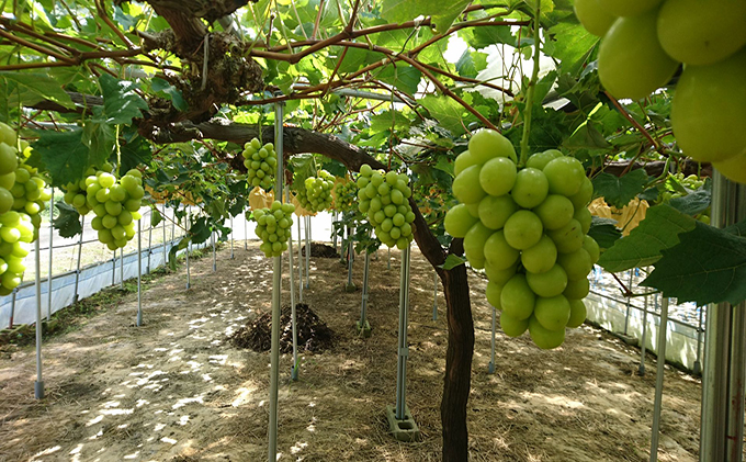 ぶどう 2026年 先行予約 シャインマスカット 約2.0kg 3房 秋本番 葡萄 岡山県 赤磐市産 フルーツ 果物 果物類
