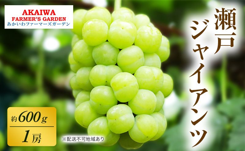 【岡山県赤磐市】ぶどう 2026年 先行予約 瀬戸ジャイアンツ 約600g 1房 葡萄 岡山県 赤磐市産 フルーツ 果物 あかいわファーマーズガーデン