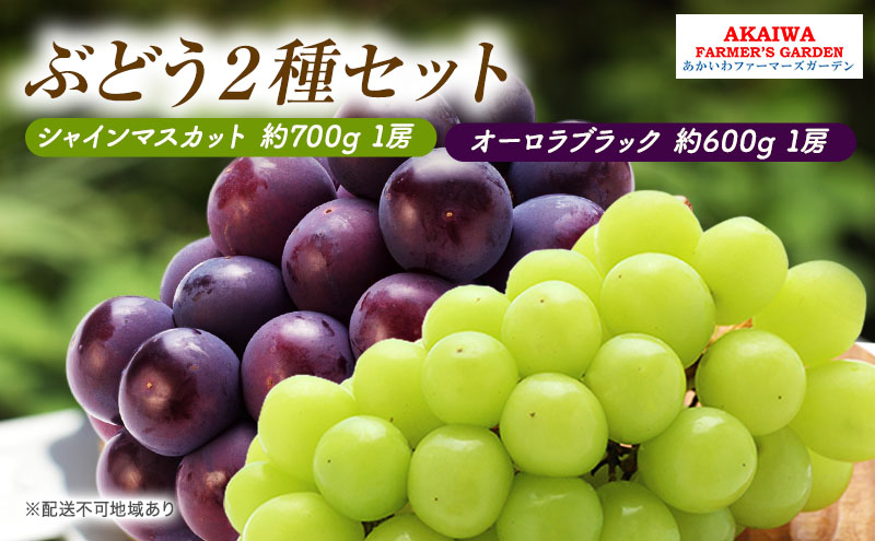 【岡山県赤磐市】ぶどう 2026年 先行予約 シャインマスカット 約700g 1房 オーロラブラック 約600g 1房 葡萄 岡山県 赤磐市産 フルーツ 果物