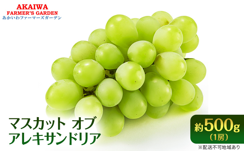 【岡山県赤磐市】ぶどう 2026年 先行予約 マスカット オブ アレキサンドリア 約500g 1房 葡萄 フルーツ 果物 岡山 赤磐市産 ブドウ 果物類