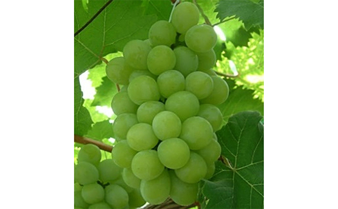 ぶどう 2026年 先行予約 マスカット オブ アレキサンドリア 2房 (約1.0kg) 葡萄 岡山県 赤磐市産 フルーツ 果物 ブドウ 果物類