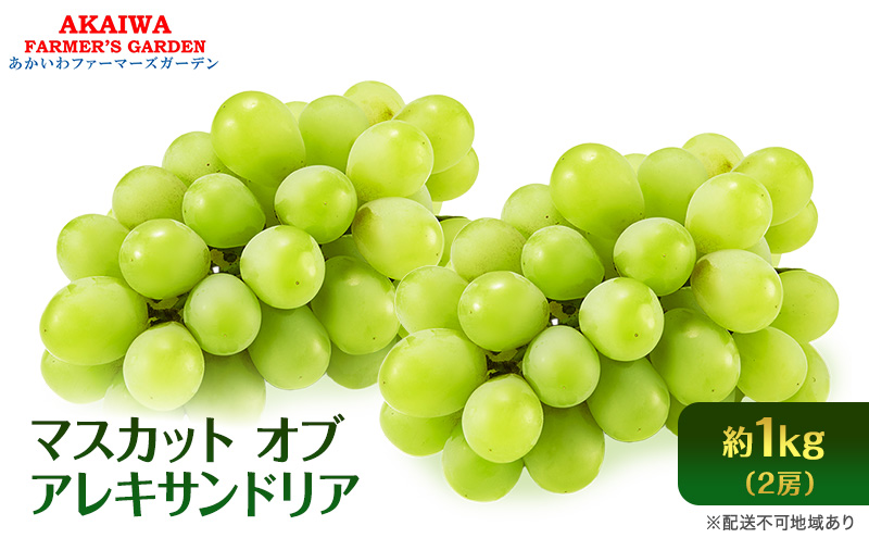 【岡山県赤磐市】ぶどう 2026年 先行予約 マスカット オブ アレキサンドリア 2房 (約1.0kg) 葡萄 岡山県 赤磐市産 フルーツ 果物 ブドウ 果物類
