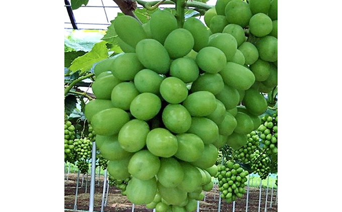 ぶどう 2026年 先行予約 定期便 岡山名産 シャインマスカット 3房 (約2.0kg) 3回連続お届け！ 葡萄 岡山県 赤磐市産 フルーツ 果物 あかいわファーマーズガーデン