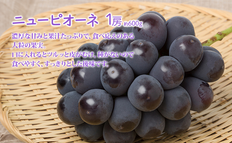 桃 ぶどう 詰合せ 2026年 先行予約 白桃 白鳳 2玉（1玉250g以上） ニュー ピオーネ 1房 約600g 岡山県 赤磐市産 フルーツ 果物 あかいわファーマーズガーデン
