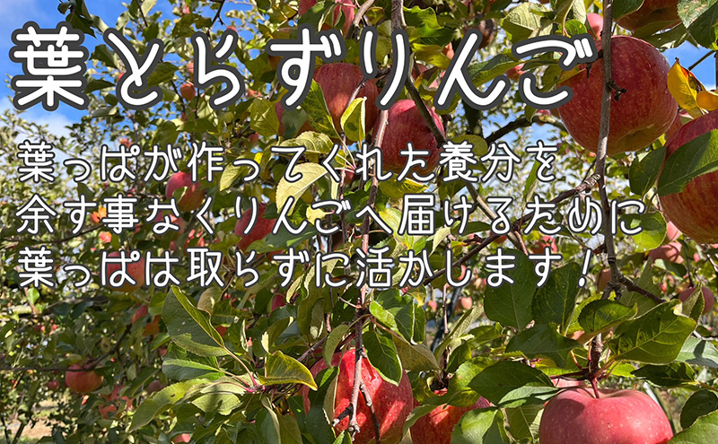 葉とらずりんご サンふじ 訳アリ 5kg
