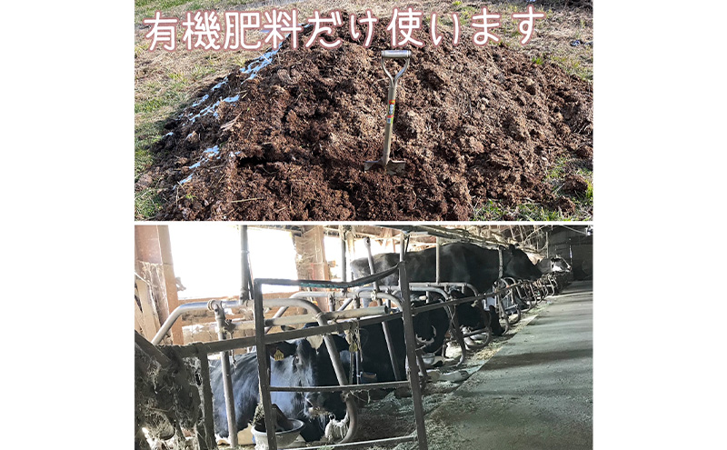 葉とらずりんご サンふじ 訳アリ 5kg