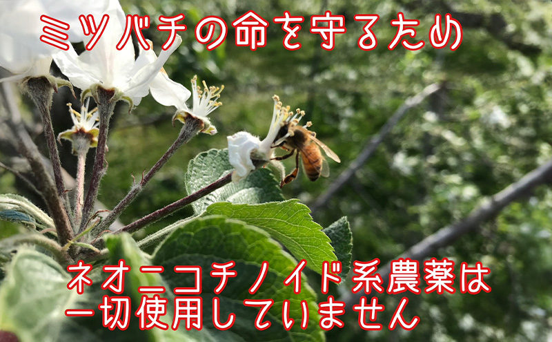 葉とらずりんご サンふじ 訳アリ 5kg