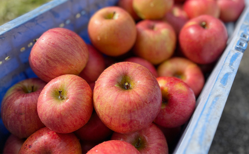 葉とらずりんご サンふじ 訳あり 10kg フルーツ 長野県