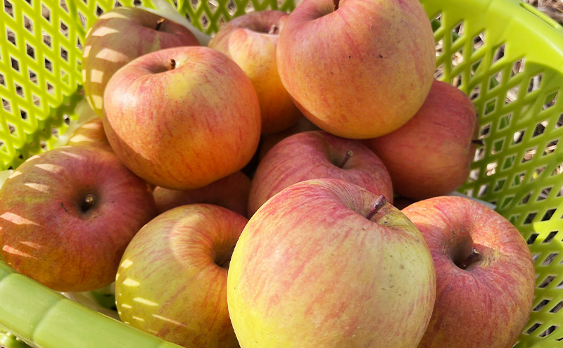 葉とらずりんご サンふじ 訳あり 10kg フルーツ 長野県