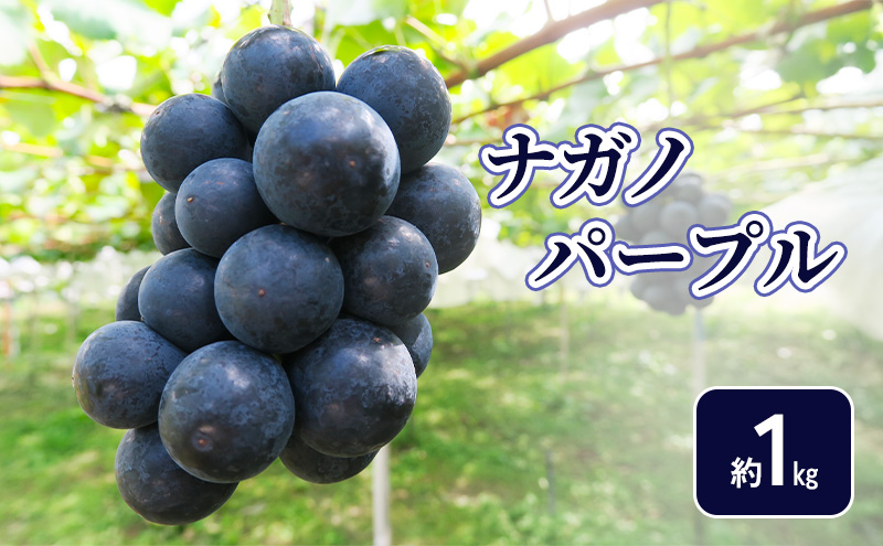 �y���쌧�R�m�����z�y2026�N�����z�i�K�m�p�[�v����Pkg �t���[�c ���쌧