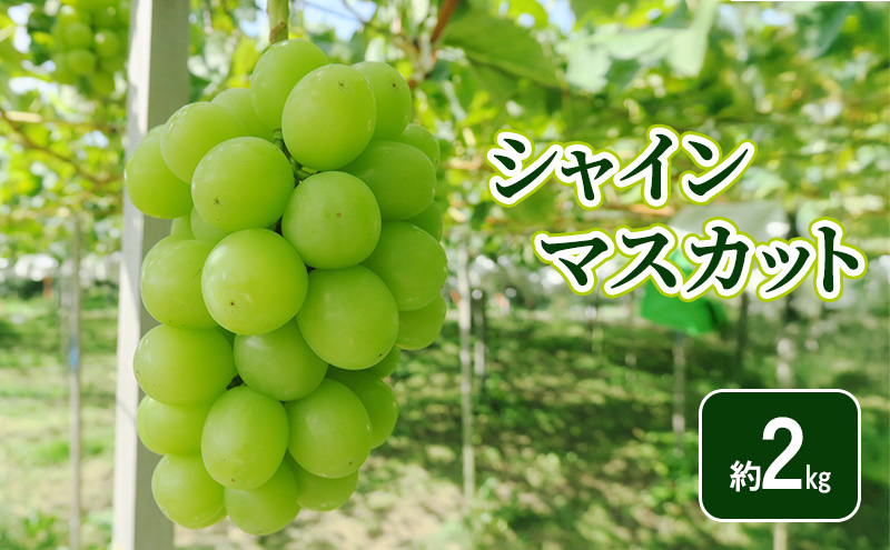 【2026年発送】シャインマスカット約2kg フルーツ 長野県