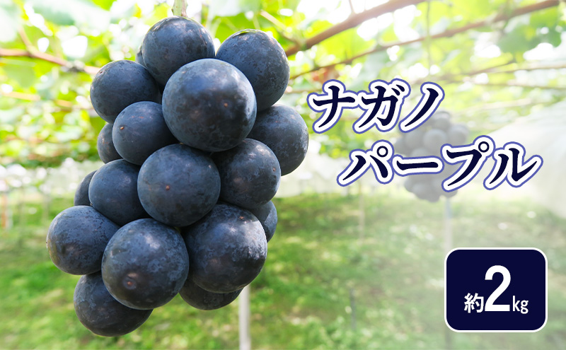 �y���쌧�R�m�����z�y2026�N�����z�i�K�m�p�[�v����2kg �t���[�c ���쌧