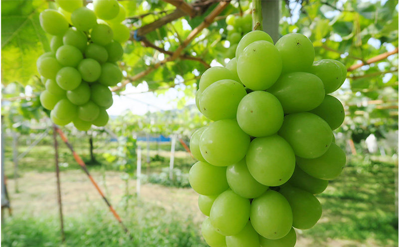 【2026年発送】シャインマスカット約2kg フルーツ 長野県