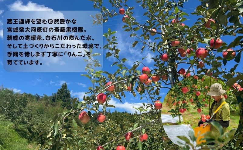 大河原町のりんご りんご  品種おまかせ 約5kg 果物 フルーツ 期間限定 季節限定 リンゴ