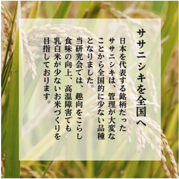 特別栽培米 恋の舞 ササニシキ にかほ 精米 30kg