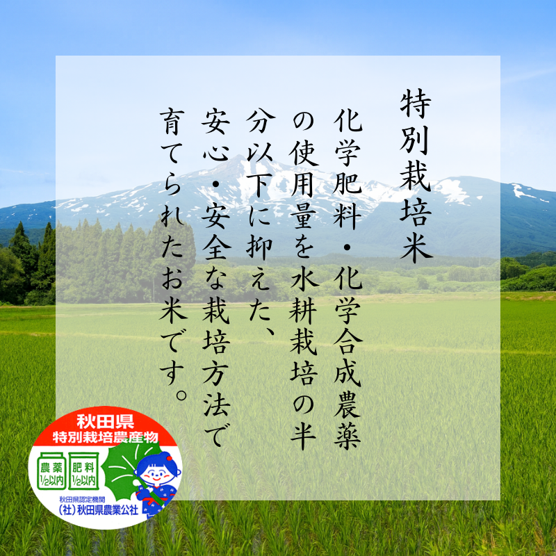 特別栽培米 恋の舞 ササニシキ にかほ 精米 30kg