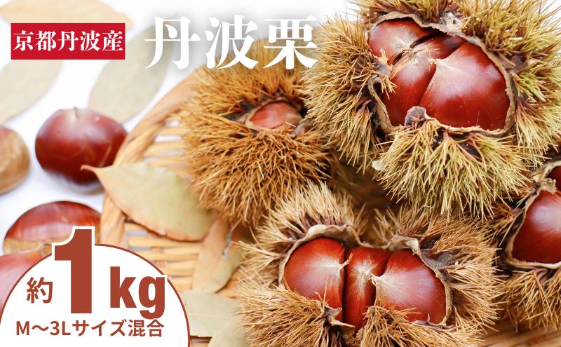 丹波栗 1kg M～3L  サイズ 京都 丹波産 南丹市 大粒 生栗 和栗 国産 丹波栗
