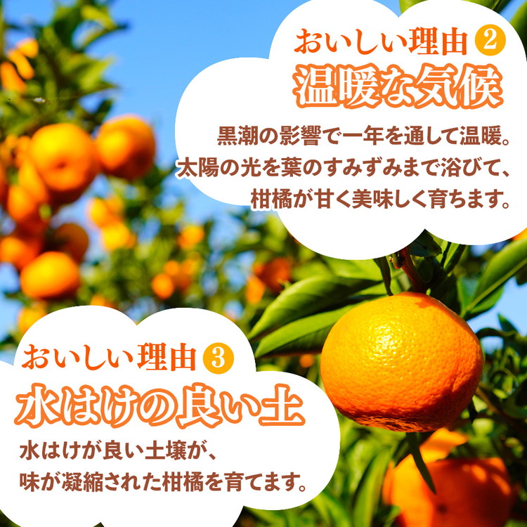 ＜1月より発送＞家庭用 柑橘詰合せ5kg+250g（傷み補償分）◇【訳あり・わけあり】【有田の春みかん詰め合わせ・フルーツ詰め合せ・オレンジつめあわせ】【光センサー選別】 ※北海道・沖縄・離島への配送不可 ※2026年1月上旬～4月下旬頃に順次発送予定