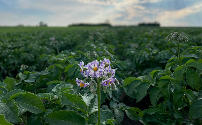 先行予約/2026年秋発送 北海道 十勝 幕別産 じゃがいも さやか 約10kg 【横山農園】 野菜 根菜 食材 しっとり 崩れにくい 煮込み料理 炒め物 肉じゃが カレー シチュー 北海道のジャガイモ