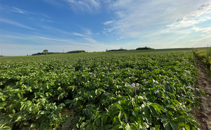 先行予約/2026年秋発送 北海道 十勝 幕別産 じゃがいも さやか 約10kg 【横山農園】 野菜 根菜 食材 しっとり 崩れにくい 煮込み料理 炒め物 肉じゃが カレー シチュー 北海道のジャガイモ