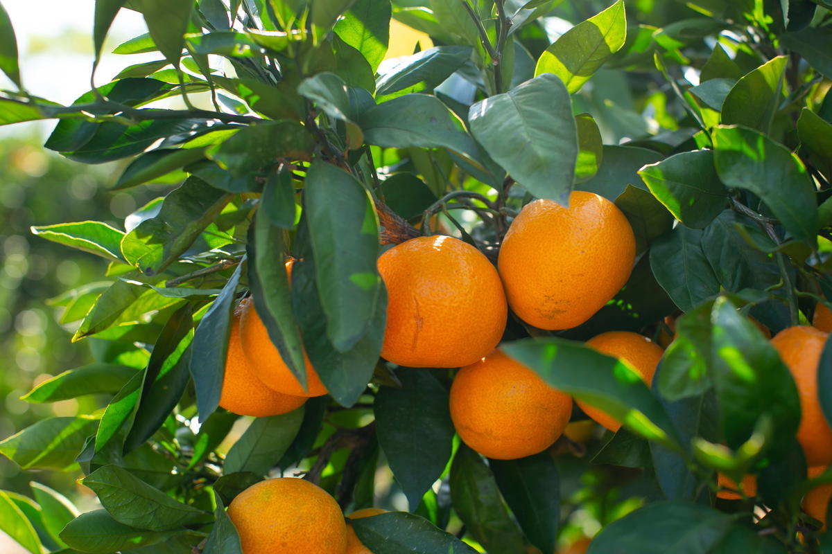 【訳あり】もんしーみかん（岡山県大藪産）約10kg 果物類 柑橘類 フルーツ お孫さん お子様 イラスト 減農薬栽培 安心 甘酸っぱさ