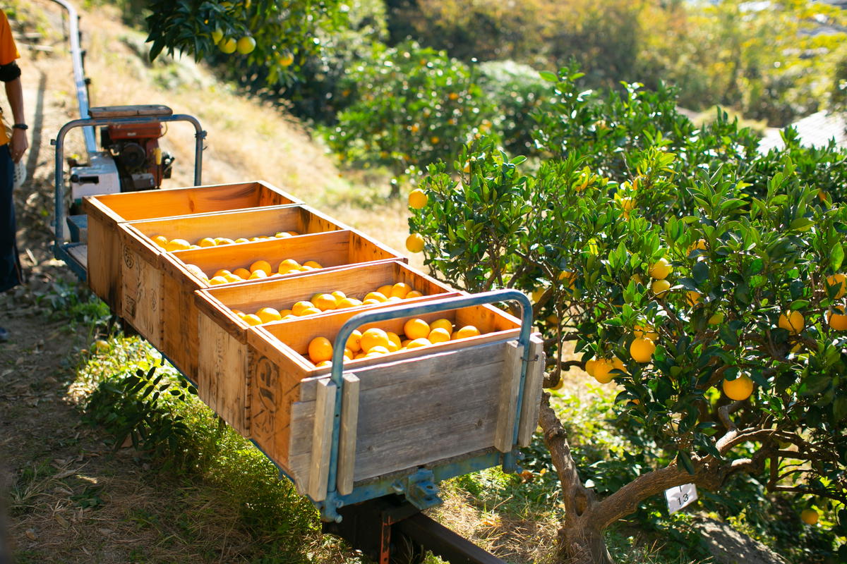 【訳あり】もんしーみかん（岡山県大藪産）約10kg 果物類 柑橘類 フルーツ お孫さん お子様 イラスト 減農薬栽培 安心 甘酸っぱさ