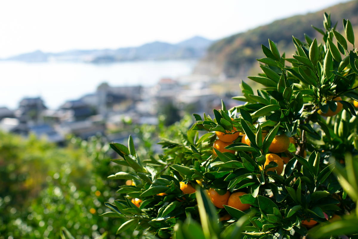 【訳あり】もんしーみかん（岡山県大藪産）約10kg 果物類 柑橘類 フルーツ お孫さん お子様 イラスト 減農薬栽培 安心 甘酸っぱさ